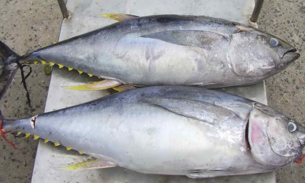 Đề nghị gỡ khó cho cá ngừ Việt xuất khẩu sang Nhật